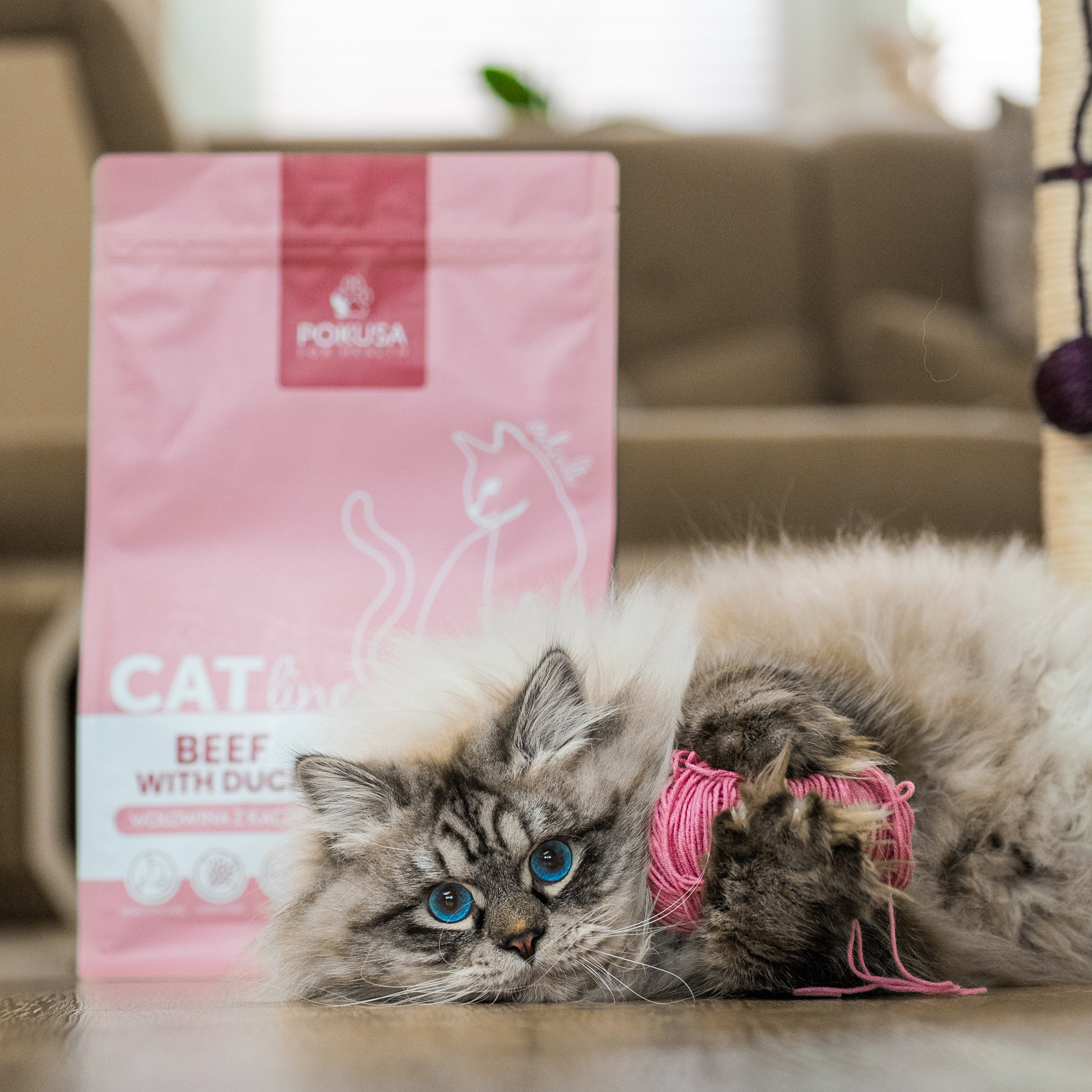 For Cats