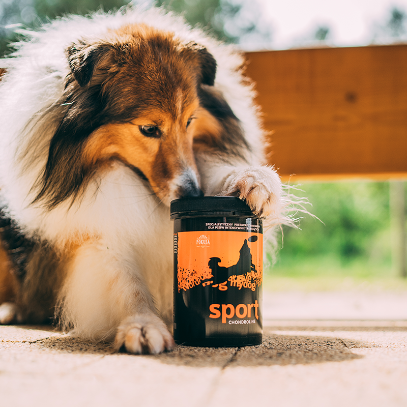 Collagene per Cani Sportivi – Supporto Articolazioni con Glucosamina, MSM e Condroitina – Prestazioni e Recupero – Sport – ChondroLine