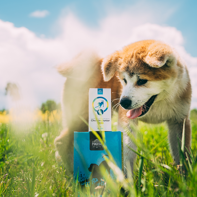 Pills for joints - ChondroJunior