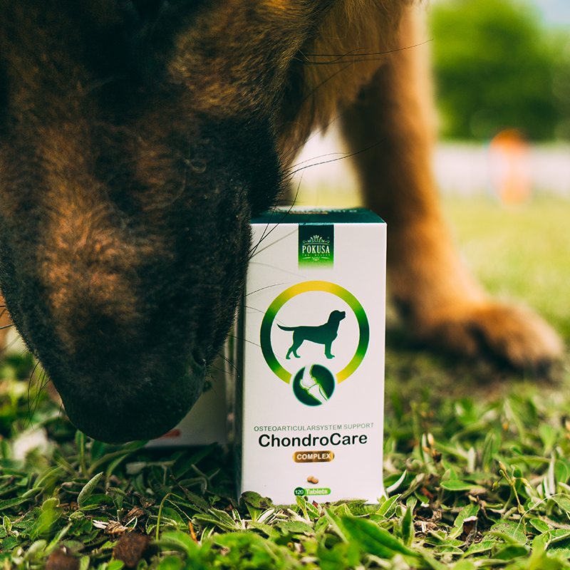 Compresse Articolari per Cani Adulti – Glucosamina, Condroitina e Boswellia Serrata – Supporto Mobilità – ChondroCare – ChondroLine