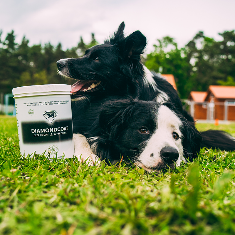 Complément pour Chiens au Pelage Foncé – Intensifie la Couleur et Renforce la Brillance du Poil – DeepColor & SuperShine – DiamondCoat